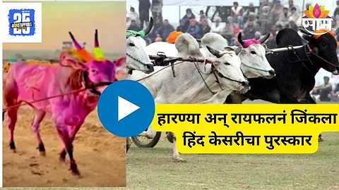 Bullock cart Race