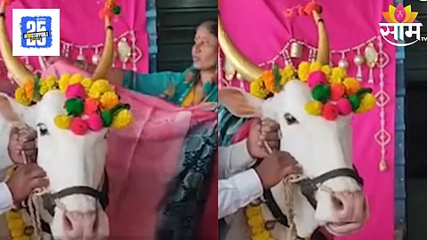 Dharashiv : शेतकऱ्याच्या हौसेला मौल नाही; चक्क गाईचे डोहाळे पुरवले पाहा Video