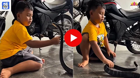 Snake Viral Video