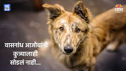 Crime: संतापजनक! कुत्र्यावर लैंगिक अत्याचार, वासनांध आजोबांनी सर्व मर्यादा ओलांडल्या