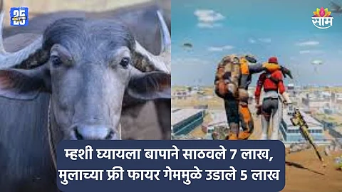 Shocking: आई-बापाने काबाड कष्ट करत म्हशी घ्यायला पै पै जमवली, मुलानं 'फ्री फायर' गेमसाठी ५ लाख उडवले