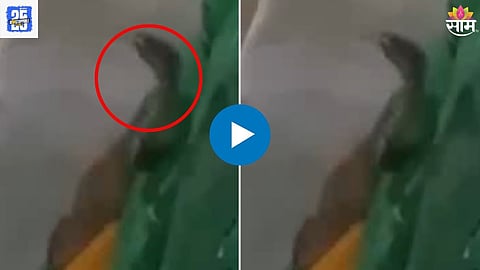 Shocking Snkae Video