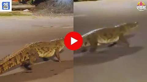 Crocodile On Road