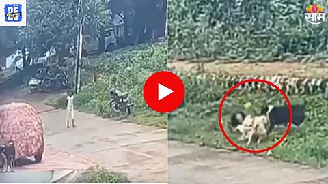 Stray Dog Attack