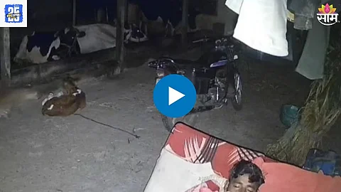 Leopard Attack Video