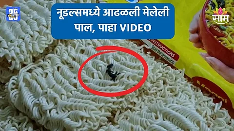 Shocking News: नूडल्स खाणाऱ्यांनो सावधान! पाकिटामध्ये आढळली मेलेली पाल; VIDEO व्हायरल