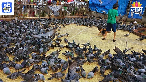 Pigeons
