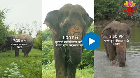 Madhuri Elephant Video