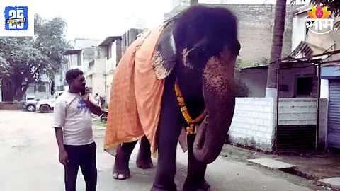 Gauri Elephant