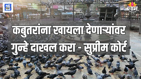 कबुतरांना खायला देणाऱ्यांवर गुन्हे दाखल करा - सुप्रीम कोर्ट