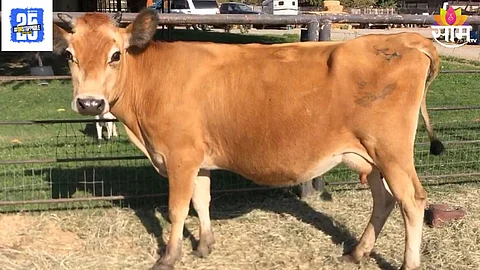 Jersey Cow Milk
