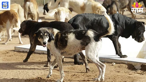 Stray Dog