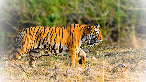 Pench National Park