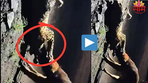 Dog vs Leopard Viral Video