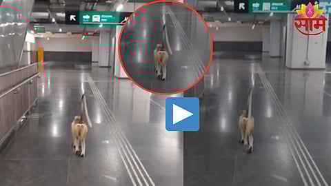 Viral Video