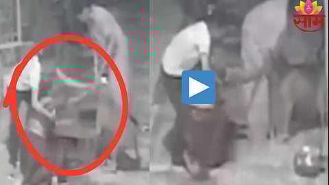 Dog Attack
