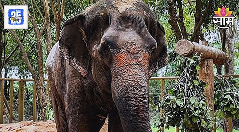 Kolhapur Madhuri Elephant