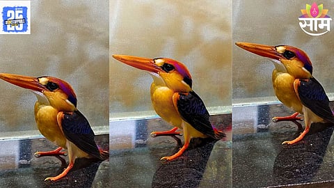 rare kingfisher bird