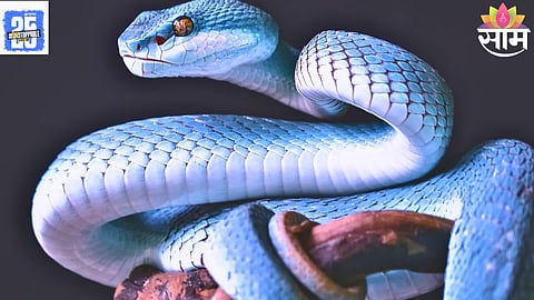Top 5 Most Beautiful Snakes