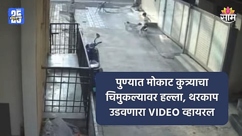 Pune: घरासमोर खेळताना चिमुकलीवर कुत्र्यांचा हल्ला, फरफटत नेत शरिराचे लचके तोडले; थरकाप उडवणारा VIDEO