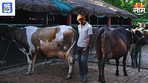 Subsidy for Building Cow and Buffalo Sheds