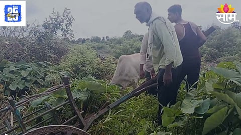 Bull Death In Floods