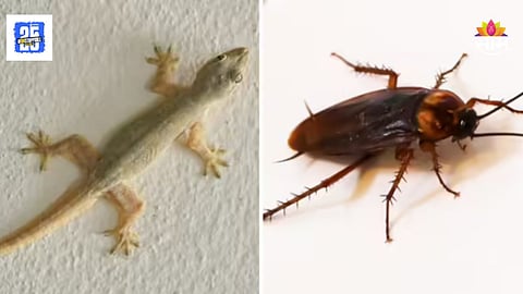 Lizards and Cockroaches