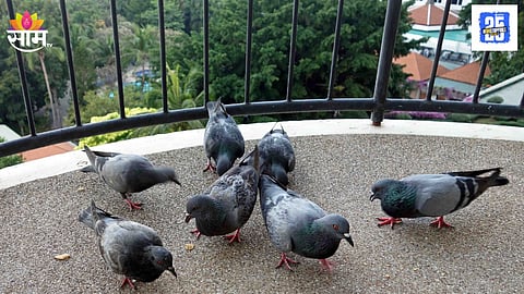 Home Remedies to Keep Pigeons Away