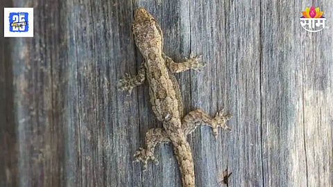 Get Rid of House Lizards Without Chemical