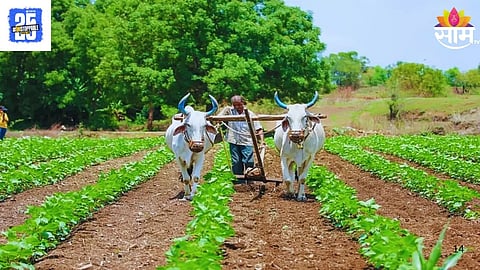 Maharashtra Farmer Loan Waiver