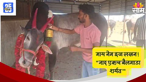 Lakhan Champion Bull Wins Fortuner Car