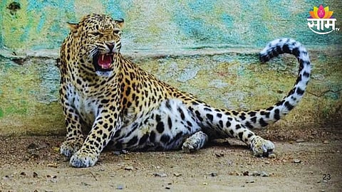 Nagpur Leopard Rescue Drama