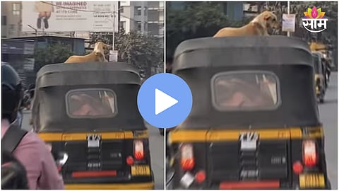 Dog viral video Pune