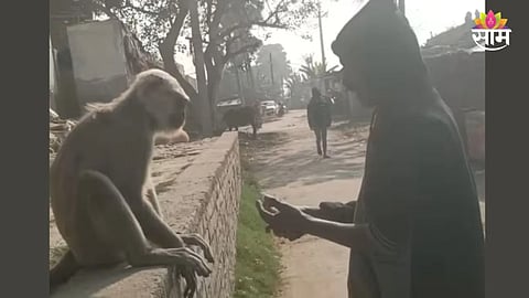 Monkey eats tobacco video viral
