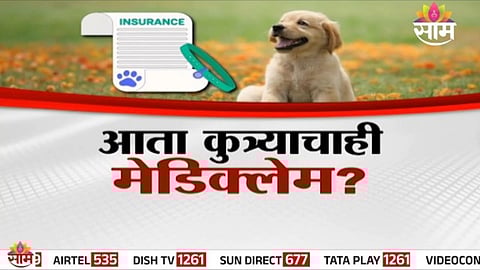 Dog Mediclame: आता कुत्र्याचाही मेडिक्लेम?, कुत्रा चावला तरी मिळणार भरपाई