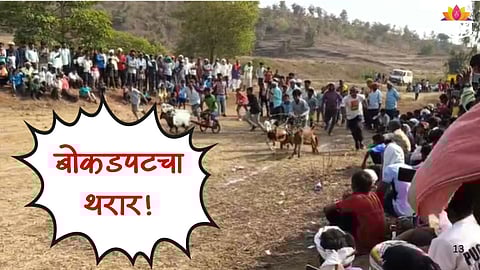 Bokadpat Race In Amravati: