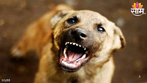 8-Year-Old Dies After Dog Bite :