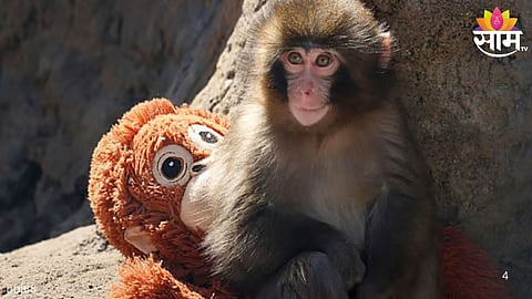 Viral monkey Punch: आईनंच चिमुकल्याला दूर केलं; माकडानं शोधली बाहुल्यात मायेची उब