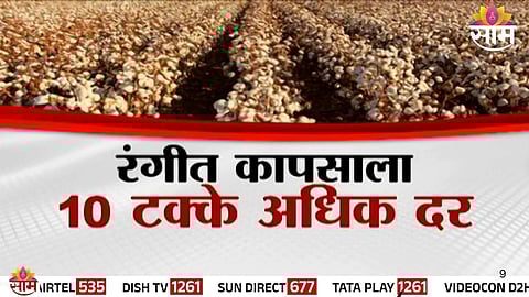 Golden Cotton Cultivation Big Profit: