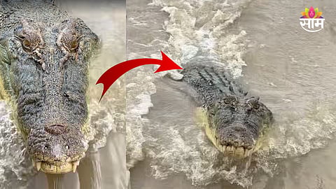 crocodile chasing speed boat viral