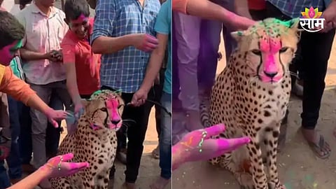 Leopard Holi video