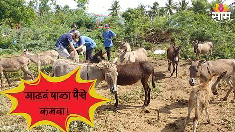 Donkey Farming:
