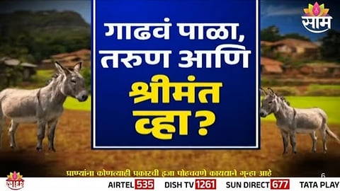 Raise Donkeys and Become Rich: