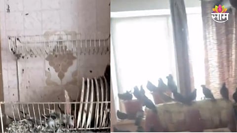 Viral video pigeons apartmen