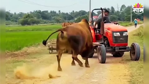 Angry Bull Attack Tractor Viral Video