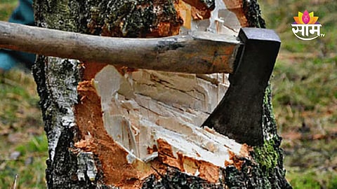 विकासाच्या वेगात पर्यावरणाचा बळी? राज्यातील आणखी एका जिल्ह्यात १०० वर्षे जुन्या झाडांवर कुऱ्हाड
