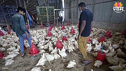Bird Flu Alert in Nandurbar:
