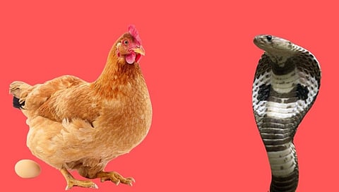 snake hen
