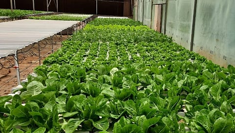 Farmers of doing Chinese Agriculture in Polyhouse in trouble due to lockdown