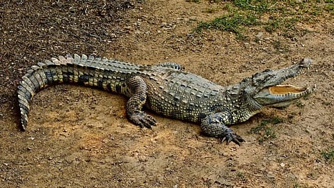 crocodile (file photo)
